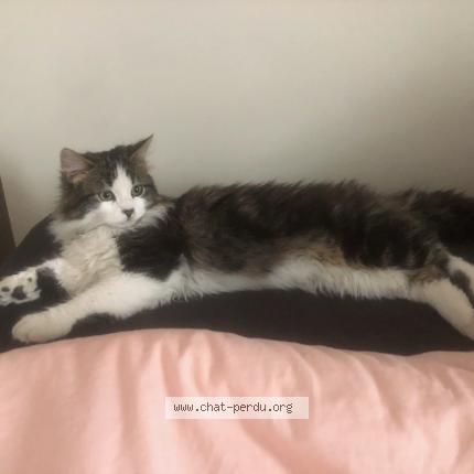 Photo 1/1 chaussette Chat perdu à Chapet