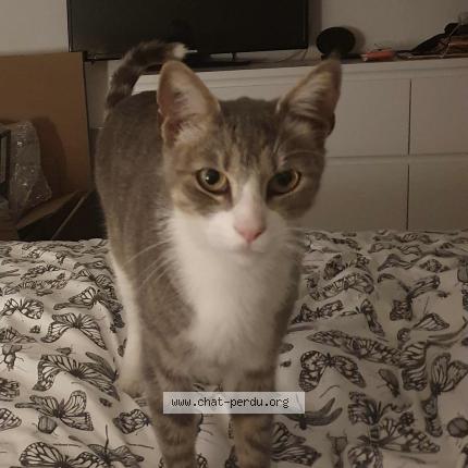 Thor Chat Perdu A Meyreuil Chat Perdu France