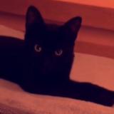 Chat Perdu Ou Trouve Paris 75 France Chat Perdu Ou Trouve Paris 75 France