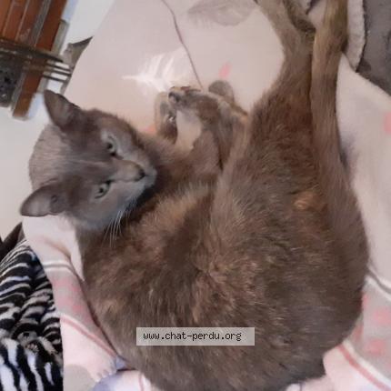 Chat Trouve A Mennetou Sur Cher Chat Perdu France