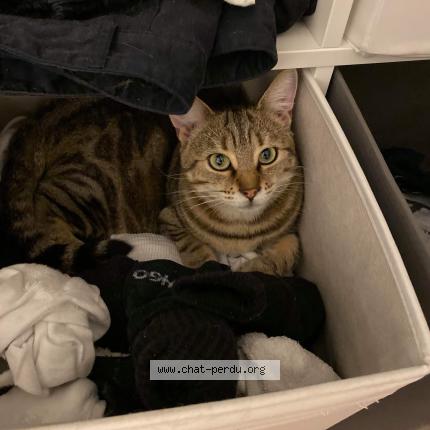 Photo 1/1 Easy Chat perdu à Coudun