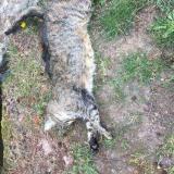Chat Trouve Puy De Dome 63 France Chat Trouve Puy De Dome 63 France