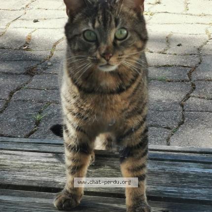 Chat Trouve A Carquefou Chat Perdu France