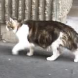 Chat Perdu Ou Trouve Paris 75 France Chat Perdu Ou Trouve Paris 75 France