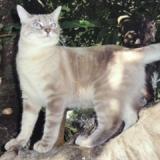 Chat Perdu Toulouse Chat Perdu Toulouse
