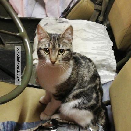 Photo 1/1 Ruby Chat perdu à Maisons alfort