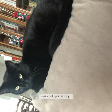 6026 Chat Noir Chat Perdu A Ballan Mire Chat Perdu France