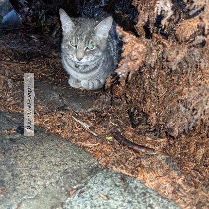 Chat Trouve A Douai Chat Perdu France Chat Trouve A Douai Chat Perdu France