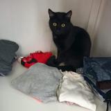 Chat Perdu Toulouse