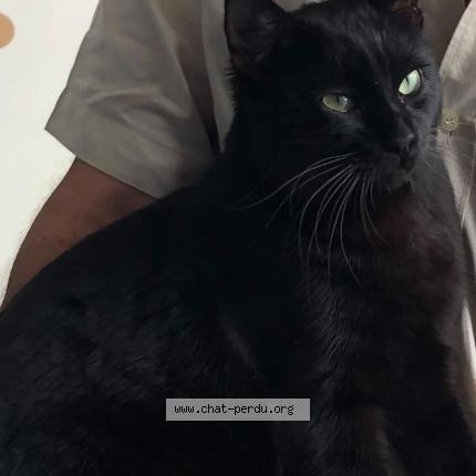 Salem Chat Perdu A Ychoux Chat Perdu France Salem Chat Perdu A Ychoux Chat Perdu France