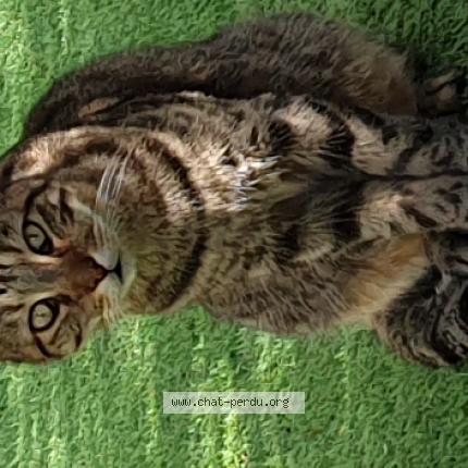 Norman Chat Perdu Et Retrouve A Marseille Chat Perdu France Norman Chat Perdu Et Retrouve A Marseille Chat Perdu France