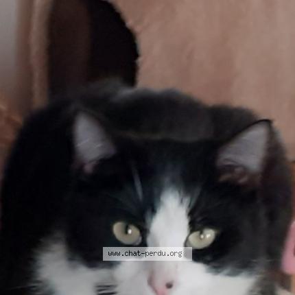 Felix Chat Perdu A Pouzauges Chat Perdu France Felix Chat Perdu A Pouzauges Chat Perdu France