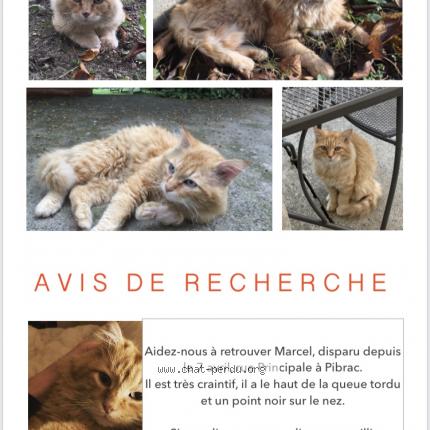 Marcel Chat Perdu A Pibrac Chat Perdu France Marcel Chat Perdu A Pibrac Chat Perdu France