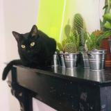 Chat Perdu Ou Trouve Paris 75 France Chat Perdu Ou Trouve Paris 75 France