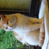 Chat Perdu Ou Trouve Spa Liege Belgique