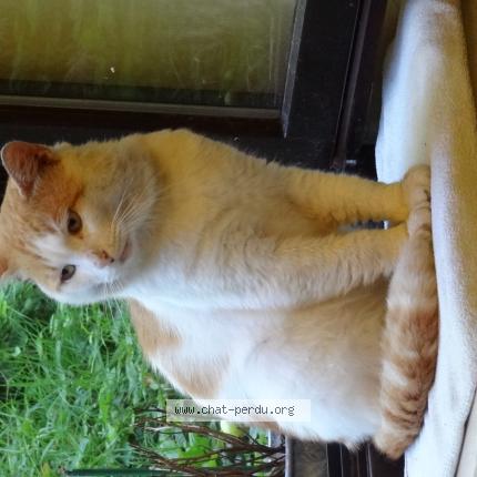 Olie Chat Perdu A Spa Chat Perdu Belgique Olie Chat Perdu A Spa Chat Perdu Belgique
