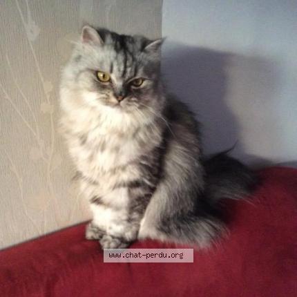 Princesse Chat Perdu A Pulnoy Chat Perdu France Princesse Chat Perdu A Pulnoy Chat Perdu France