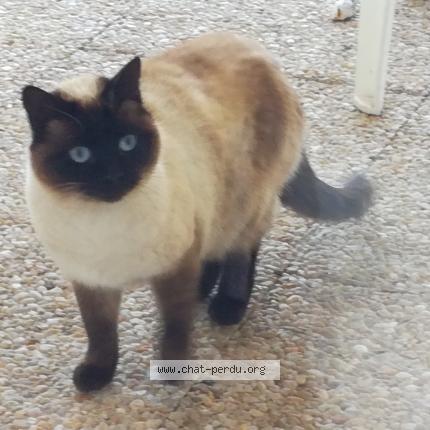 6024 Chat Trouve A Challans Chat Perdu France 6024 Chat Trouve A Challans Chat Perdu France