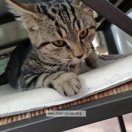 Moustique Chat Perdu A Mirepoix Chat Perdu France