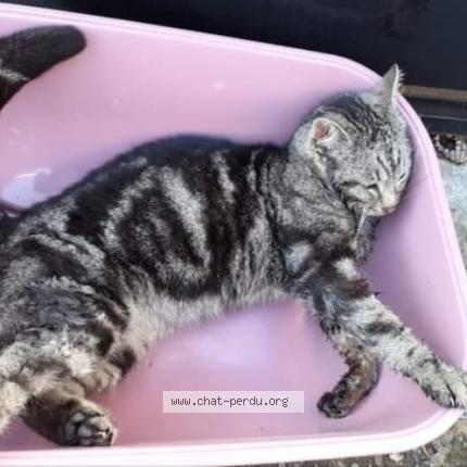 Chat Trouve A Rouvroy Chat Perdu France Chat Trouve A Rouvroy Chat Perdu France