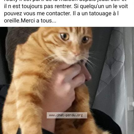 Rouky Chat Perdu A Coulombs En Valois Chat Perdu France Rouky Chat Perdu A Coulombs En Valois Chat Perdu France