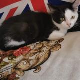 Chat Perdu Ou Trouve Paris 75 France Chat Perdu Ou Trouve Paris 75 France