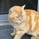Chat Trouve Haute Garonne 31 France Chat Trouve Haute Garonne 31 France