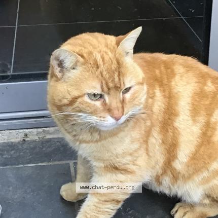 Chat Trouve A Toulouse Chat Perdu France Chat Trouve A Toulouse Chat Perdu France