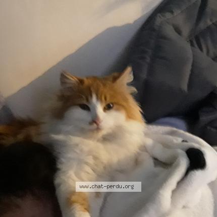 Photo 1/1 Bébé Chat perdu à Les ecorces