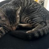 Chat Trouve Haute Garonne 31 France