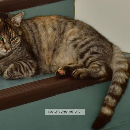 Photo 1/2 Nousha Chat perdu à Guitres