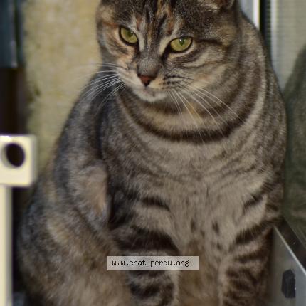 Photo 2/2 Nousha Chat perdu à Guitres