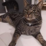 Chat Perdu Luxembourg Chat Perdu Luxembourg