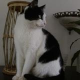 Chat Perdu Ou Trouve Paris 75 France Chat Perdu Ou Trouve Paris 75 France