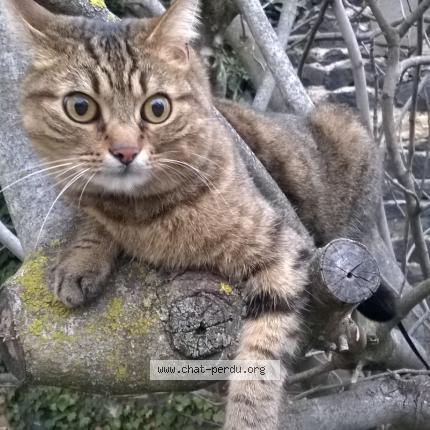 Elton Chat Perdu Et Retrouve A Les Martres De Veyre Chat Perdu France Elton Chat Perdu Et Retrouve A Les Martres De Veyre Chat Perdu France