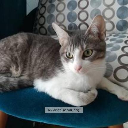 Oslo Chat Perdu A Versailles Chat Perdu France