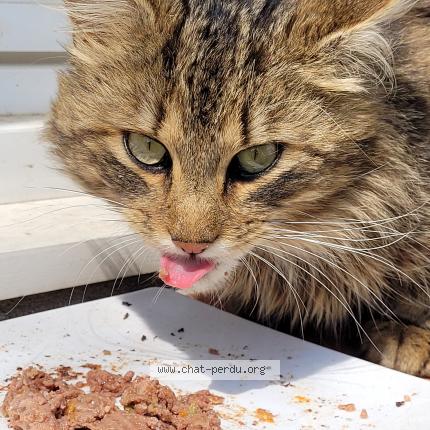 Chat Trouve A Rennes Chat Perdu France