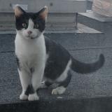 Chat Trouve Nord 59 France Chat Trouve Nord 59 France