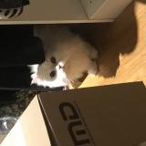 Chat Perdu Ou Trouve Paris 75 France Chat Perdu Ou Trouve Paris 75 France