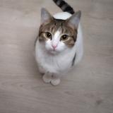 Chat Perdu Ou Trouve Paris 75 France Chat Perdu Ou Trouve Paris 75 France