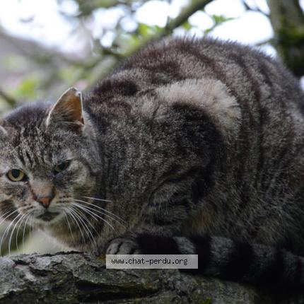 Chat Trouve A Marly Le Roi Chat Perdu France
