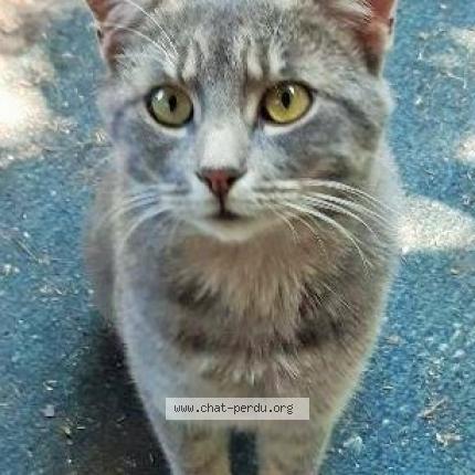 Gribouille Chat Perdu A Thonon Chat Perdu France