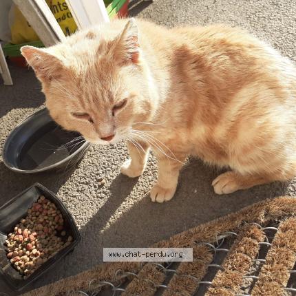 Chat Trouve A Tourcoing Chat Perdu France Chat Trouve A Tourcoing Chat Perdu France