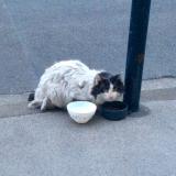 Chat Perdu Ou Trouve Bordeaux Gironde 33 France Chat Perdu Ou Trouve Bordeaux Gironde 33 France
