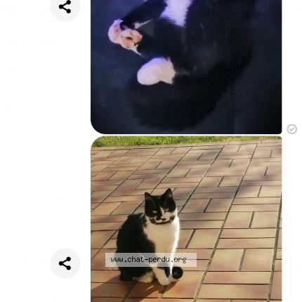 Louna Chat Perdu A Lavardin Chat Perdu France Louna Chat Perdu A Lavardin Chat Perdu France