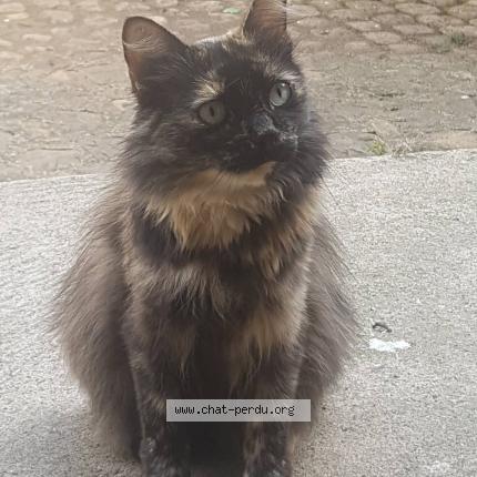 Plume Chat Perdu Et Retrouve A Martres Tolosane Chat Perdu France
