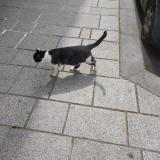 Chat Perdu Ou Trouve Paris 75 France Chat Perdu Ou Trouve Paris 75 France