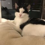 Chat Perdu Suisse