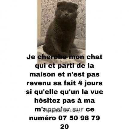 Bersaev Chat Perdu A Strasbourg Chat Perdu France