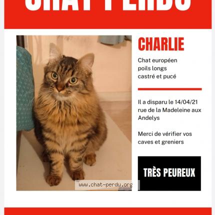 Charlie Chat Perdu A Les Andelys Chat Perdu France Charlie Chat Perdu A Les Andelys Chat Perdu France
